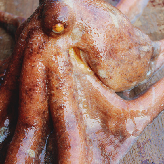 A-grade freshness that can be eaten raw! wild octopus