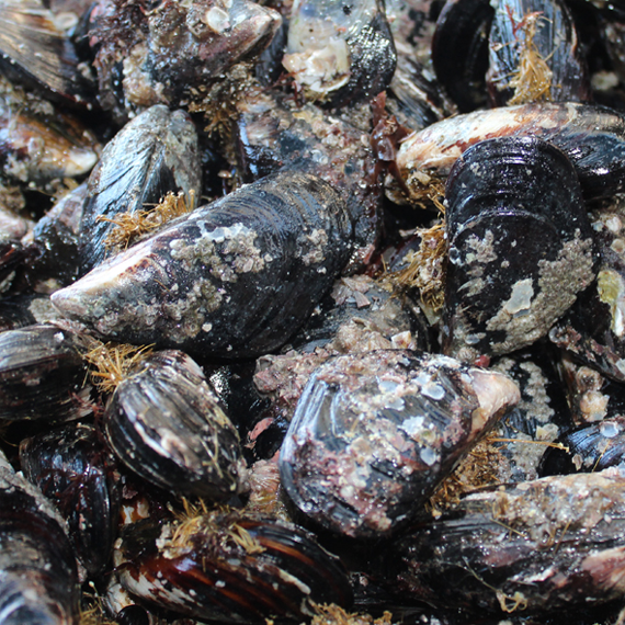 Domestic natural mussels