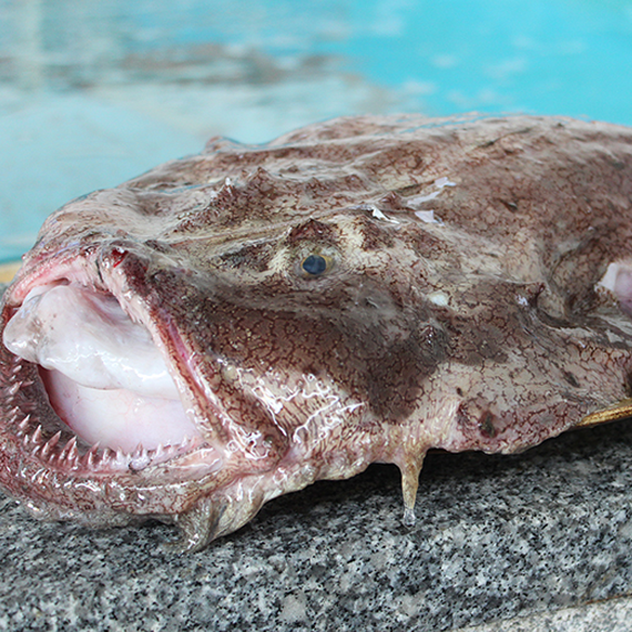 Just like the freshness of nature! wild anglerfish