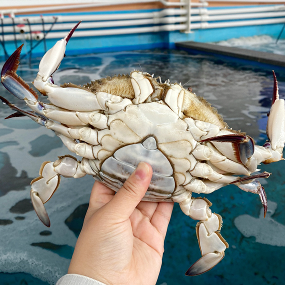 Just like the freshness of nature! wild blue crab