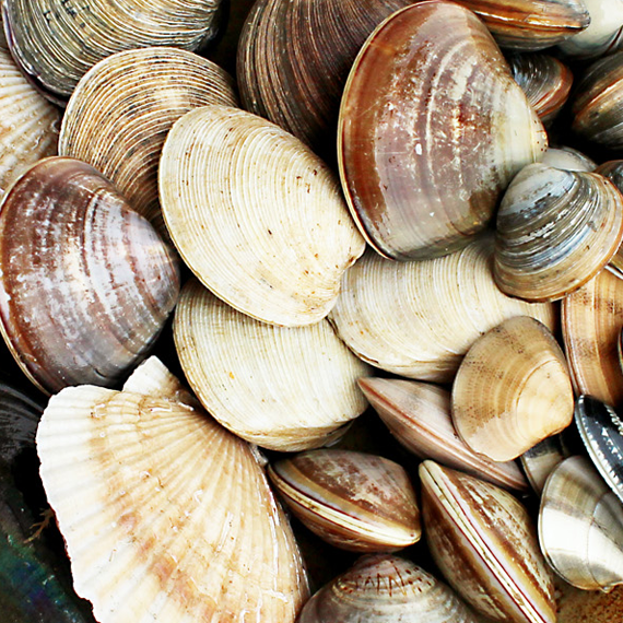 Assorted clam set to enjoy at a reasonable price